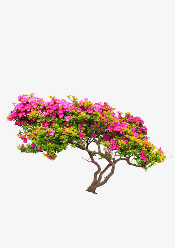 三角梅植物高清创意免抠
