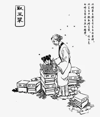 取蜂蜜的老妇人免抠