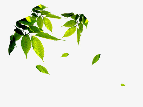 漂浮树叶免抠