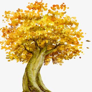 一棵枫树免抠