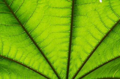 扇形绿叶免抠背景底纹元素