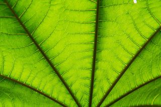 扇形绿叶免抠背景底纹元素