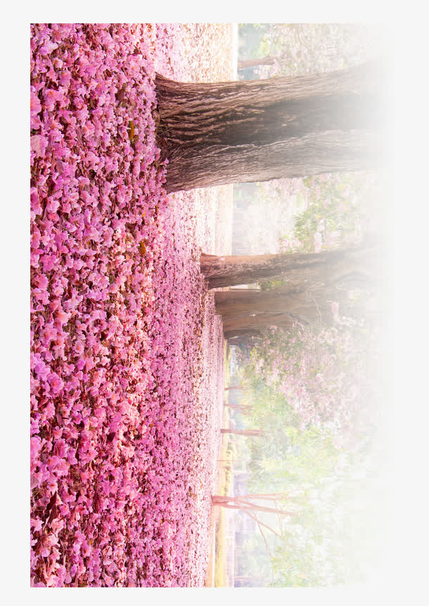 樱花树景色免抠