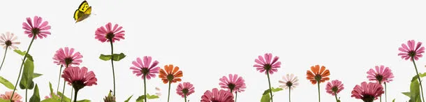 盛开的花朵免抠