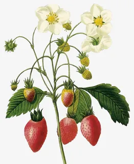 成熟的草莓免抠