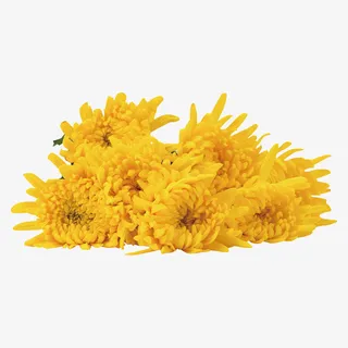 菊花素材抠图免抠