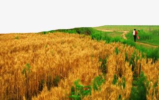 乡间的麦浪免抠