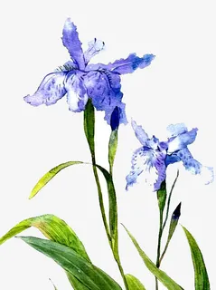 鸢尾花手绘免抠