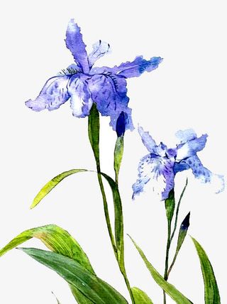 鸢尾花手绘免抠