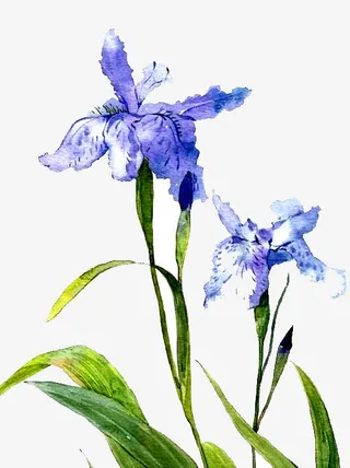 鸢尾花手绘免抠