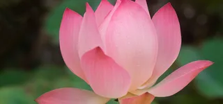 荷花摄影背景高清