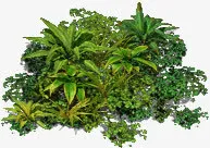 绿色植物免抠