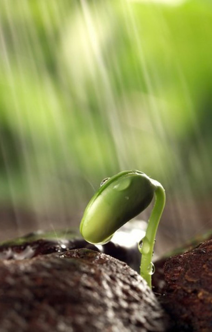 雨水萌芽背景素材高清