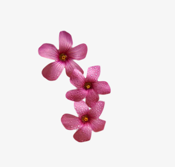 花朵的元素材料免抠