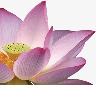 荷花花心中秋素材免抠