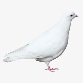 鸽子飞素材动物免抠
