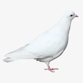 鸽子飞素材动物免抠