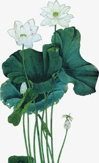 中秋节经叶荷花海报免抠