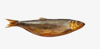 沙湖叼子鱼免抠