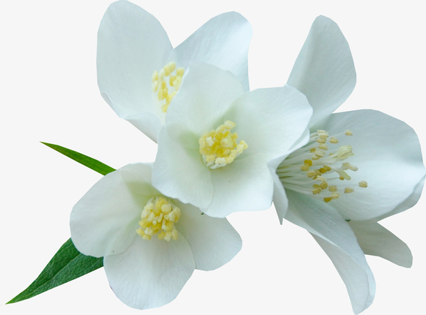 白色鲜花免抠