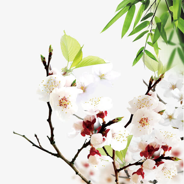 花开花美免抠