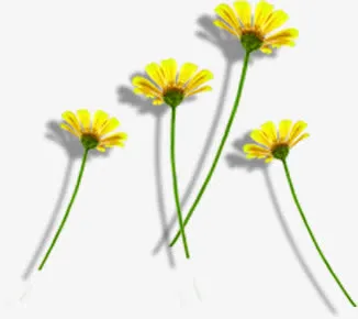 高清摄影合成黄色的菊花效果免抠