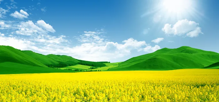 油菜花背景Banner高清