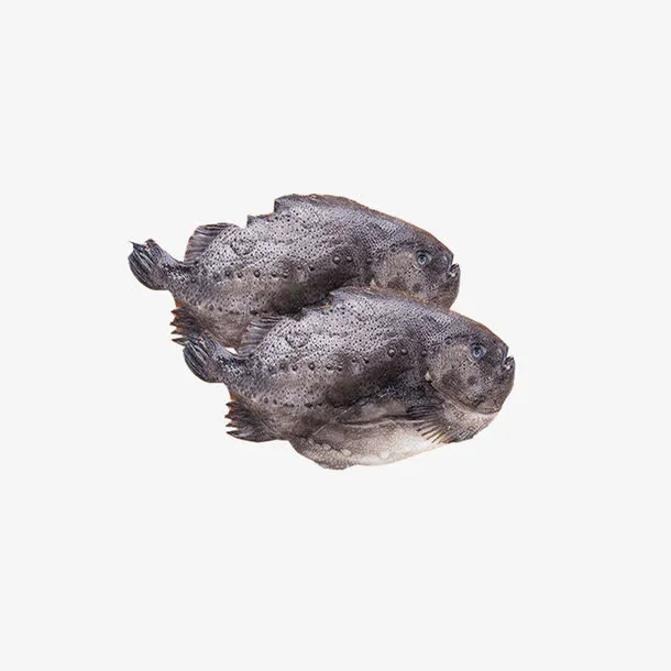 进口海参斑鱼免抠