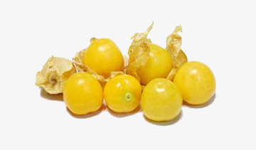 黄色灯笼果免抠