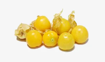 黄色灯笼果免抠