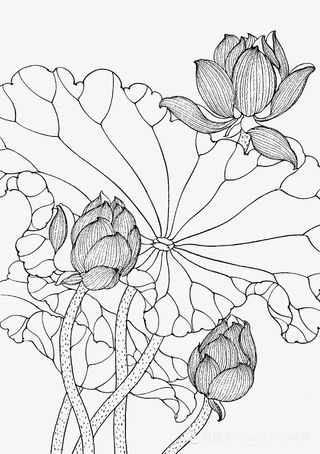 手绘莲花儿图案png免抠