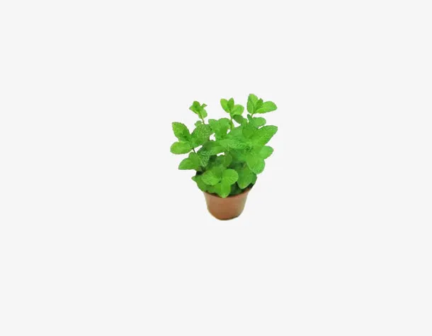 薄荷盆栽免抠