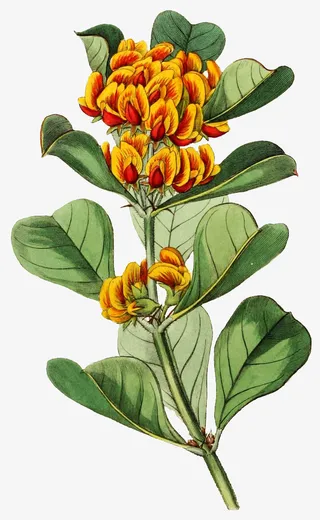 手绘海桐花免抠