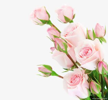 粉色花苞玫瑰花绿叶免抠 粉色花苞玫瑰花绿叶免抠
