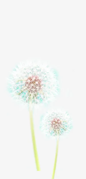 春天护肤白色蒲公英免抠