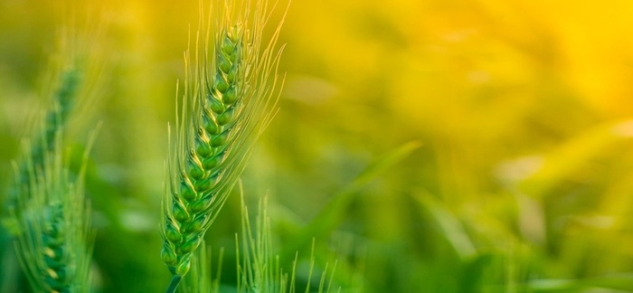 秋天麦穗金灿灿丰收背景高清