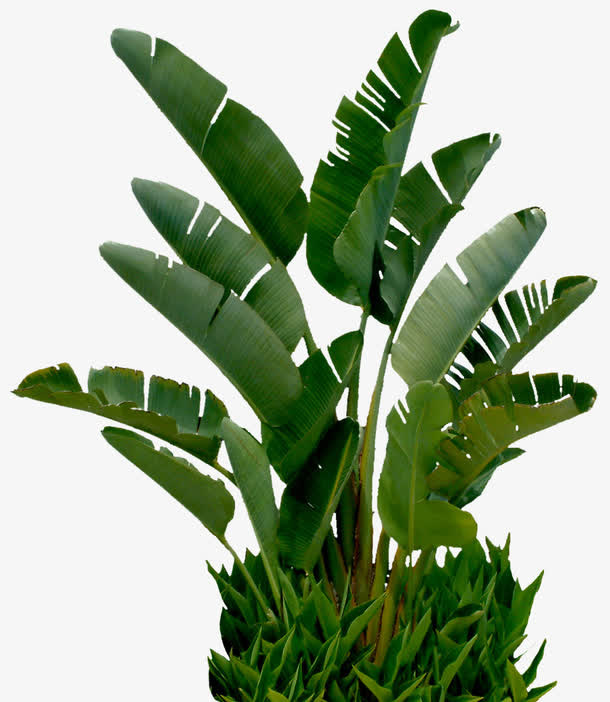 植物涂鸦海边芭蕉叶免抠