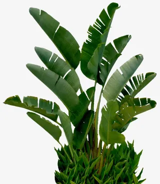 植物涂鸦海边芭蕉叶免抠