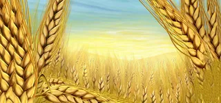 金黄色的稻田背景高清