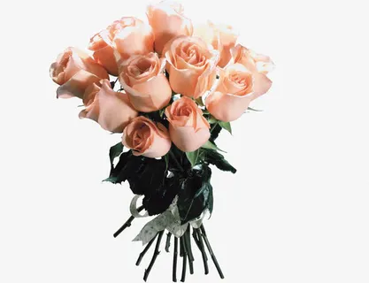 粉色玫瑰花束免抠