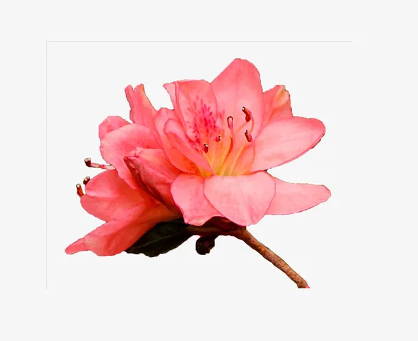 三朵红色杜鹃带枝花瓣花蕊实物免抠