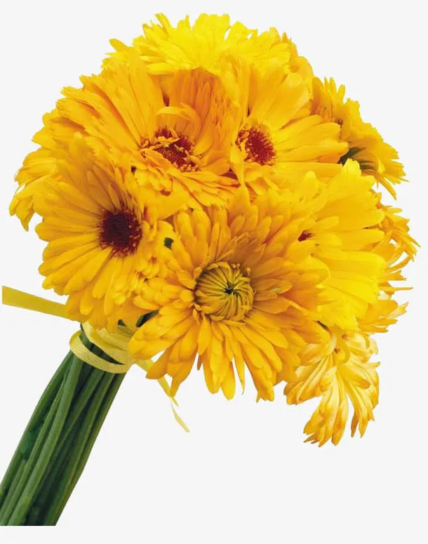 一束菊花免抠