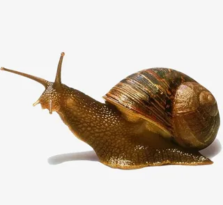 咖色的蜗牛免抠