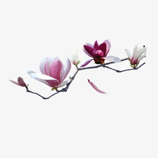 红花正当时免抠