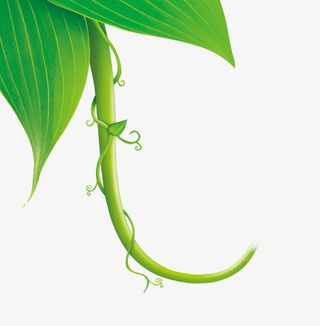 卡通清新春天叶子免抠