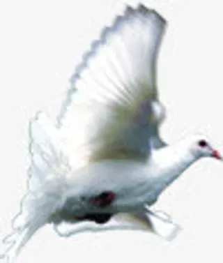白色唯美飞翔鸽子免抠