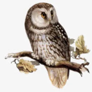 猫头鹰免抠