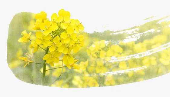 油菜花春天装饰图免抠