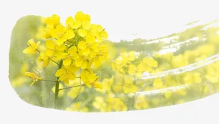 油菜花春天装饰图免抠