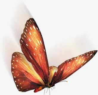 蝴蝶春天绿色背景素材免抠装饰动物元素